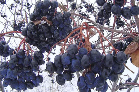 7320.vendanges-tardivesjpg.gif