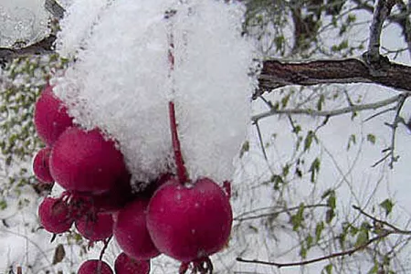 cerises.gif
