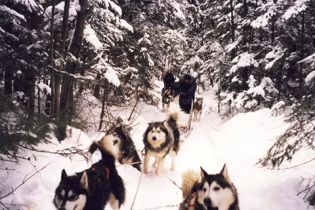 chiens-1-Def.gif