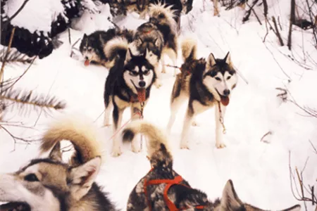 chiens-2.gif