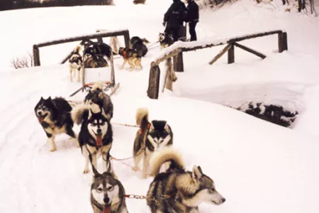 chiens-pont-def.gif