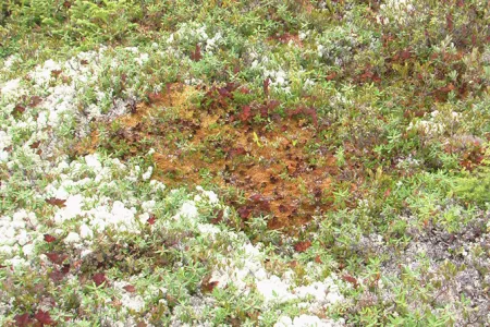 lichen-2.gif