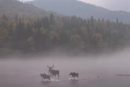 orig-3.gif