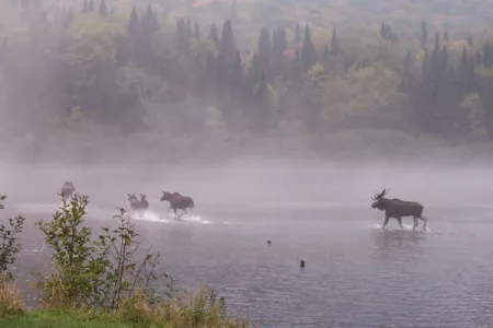 orig-4.gif