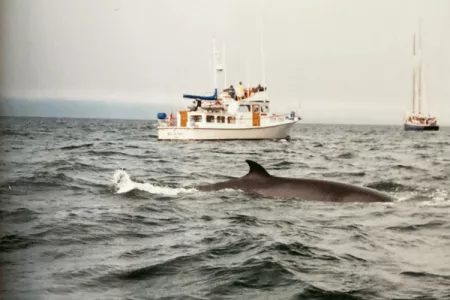 Rorqual-2.gif